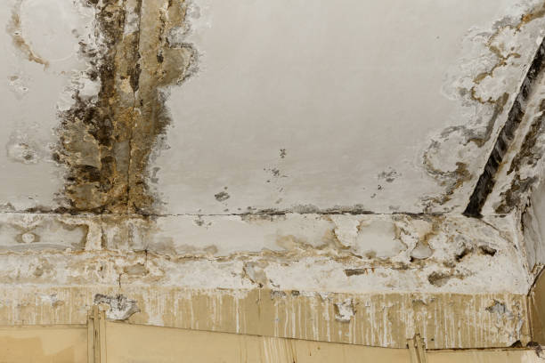 Best Forensic Mold Investigation  in USA